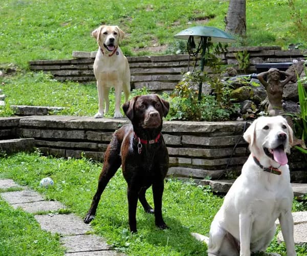 Hunde im Wellness-Ferienhaus Eifel mit Pool und Sauna
